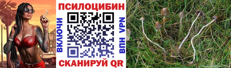 Псилоцибиновые грибы Psilocybe Чудово